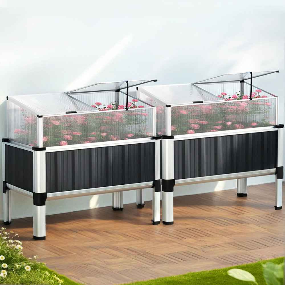 Dual raised garden bed greenhouse with clear covers and blooming flowers inside