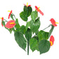 Red Anthurium Bunch UV
