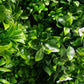 White Oasis Vertical Garden / Green Wall UV Resistant 1m x 1m
