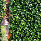 Jasmine Leaf Screens / Panels UV Stabilised 1m X 1m