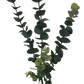 5 Pack - Long Eucalyptus Stem 77 cm