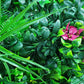 Flowering Lilac Vertical Garden / Green Wall UV Resistant Sample