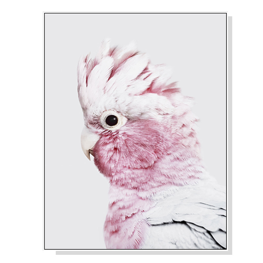 70cmx100cm Pink Galah White Frame Canvas Wall Art