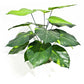 Lily Stem 32cm